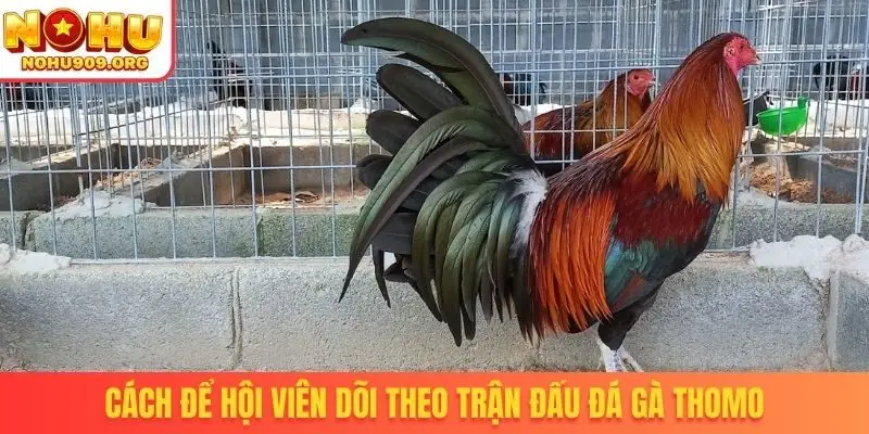 Cách để hội viên dõi theo trận đấu đá gà Thomo