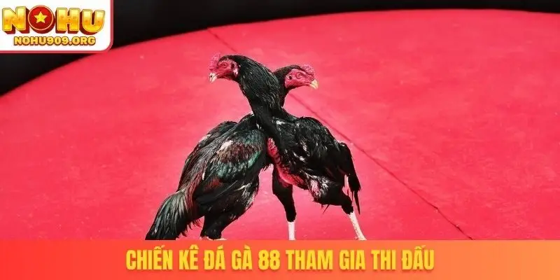 Chiến kê đá gà 88 tham gia thi đấu