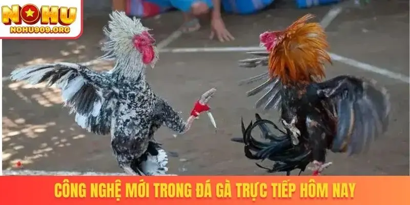 Công nghệ mới trong đá gà trực tiếp hôm nay