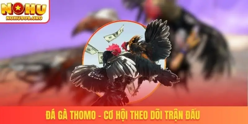 Đá gà Thomo