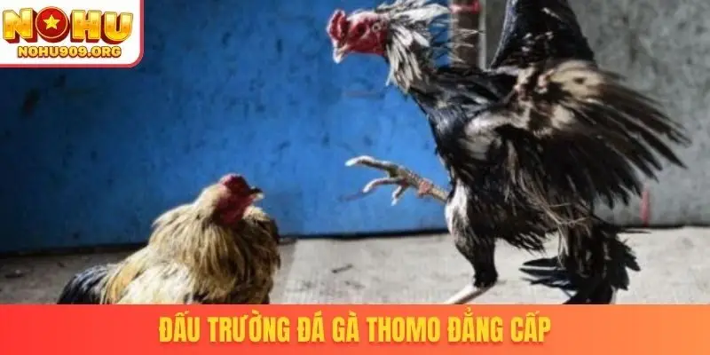 Đấu trường đá gà Thomo đẳng cấp