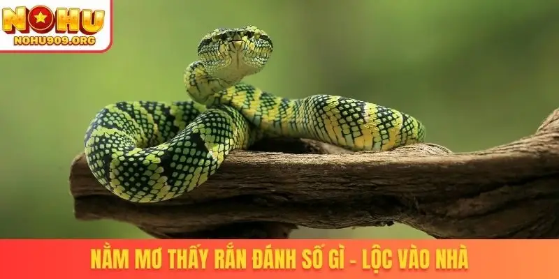 Nằm mơ thấy rắn đánh số gì