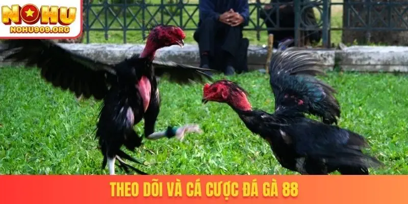 Theo dõi và cá cược đá gà 88