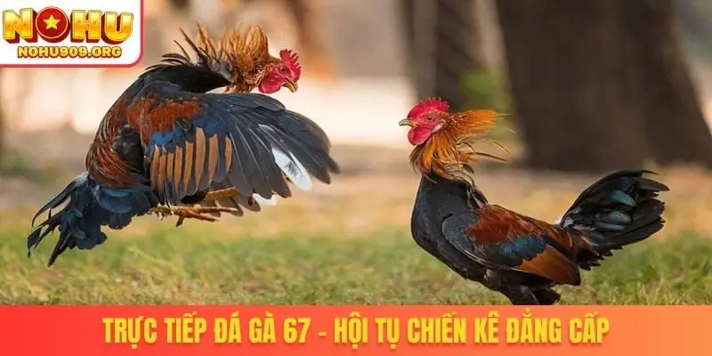 Trực tiếp đá gà 67