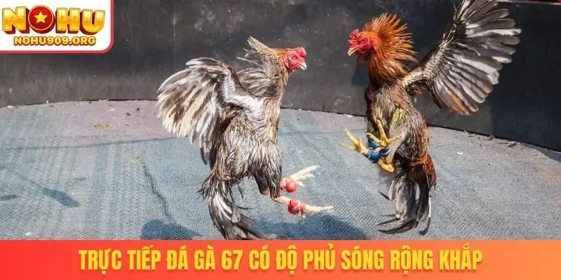 Trực tiếp đá gà 67 có độ phủ sóng rộng khắp